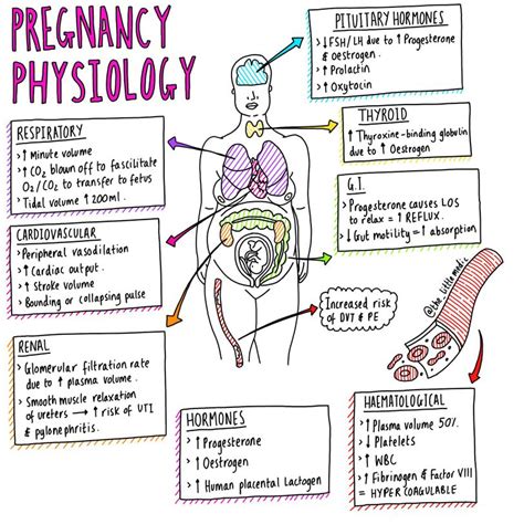pregnancy physiology medizzy