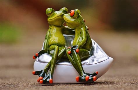 Frogs Lovers Fun Free Photo On Pixabay Pixabay