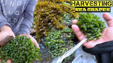 E28 Harvesting Sea Grapes L Lato L Ar Arosep Howto Youtube