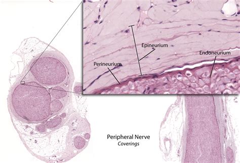 Peripheral Nerve Michroarchitecture