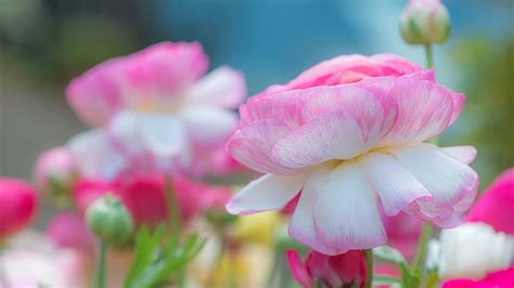 Beautiful Flowers Asian Buttercup Ranunculus Buds Pink Hd