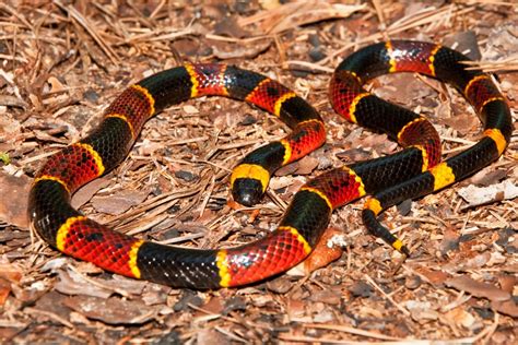Eastern Coral Snake Archives Captain Mitchs Everglades Airboat Rides