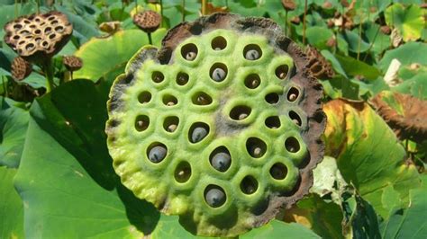 Trypophobia The Fascinating Science Behind A Fear Of Irregular Holes