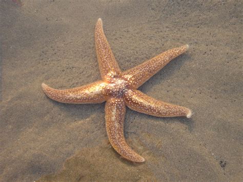 Star Fish Free Photo Download Freeimages