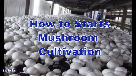 How To Starts Button Mushrooms Cultivation Youtube