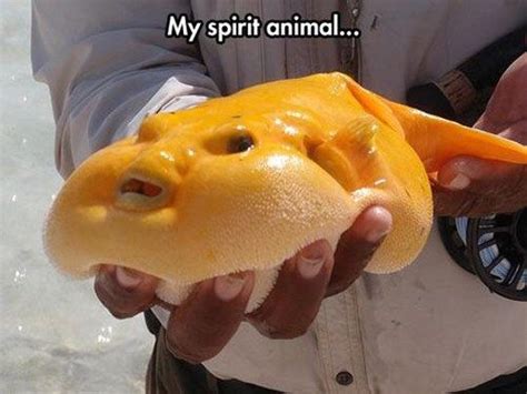 The Melted Butter Fish Animals Ocean Creatures Find My Spirit