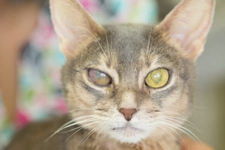 Cat eye problems are one of the most common health issues that felines face and they can cause permanent damage in a relatively short time if left untreated. Eye Problems in Dogs and Cats—Treatment of Corneal Ulcers ...