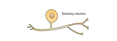 Diagram Of Sensory Neuron