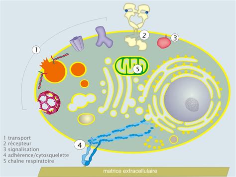 Crédits 1 La Cellule Et Sa Membrane Plasmique Biologie Cellulaire