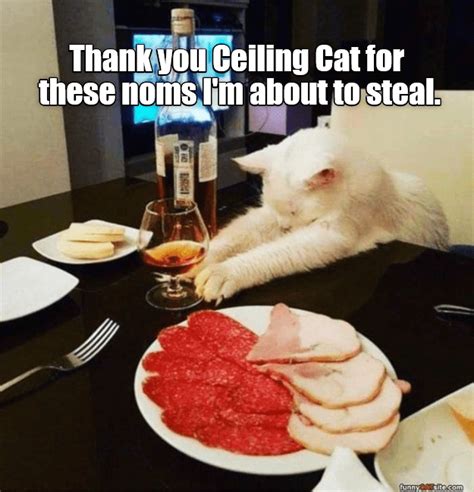 I made you a cookie but i eated it, ceiling cat is watching you masturbate, and i see what you did there are good examples of lolcats. Thank you Ceiling Cat in 2020 | Cats, Funny cat memes, Cat ...