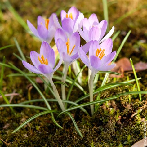 Milchsaft ist nicht immer giftig; Welche Gartenpflanzen sind für Kinder giftig?