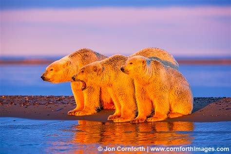 Barter Island Polar Bears 100 Blog Cornforth Images