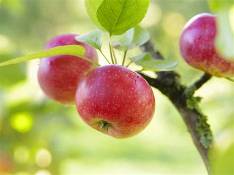 When do apple trees fruit. How to grow apples - Saga