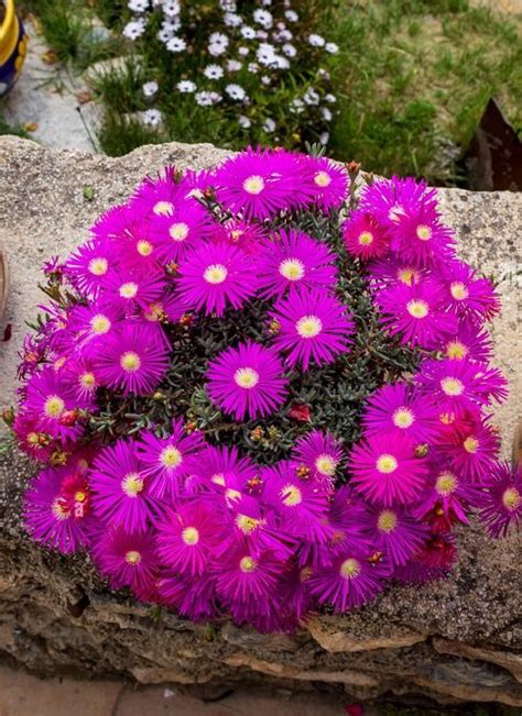 17 Stunning Succulents With Purple Flowers Thuy San Plus