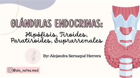 Gl Ndulas Endocrinas Alejandra Sernaque Herrera Udocz