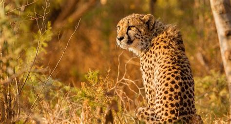 Wallpaper Animals Wildlife Leopard Mammals Feline Cheetah