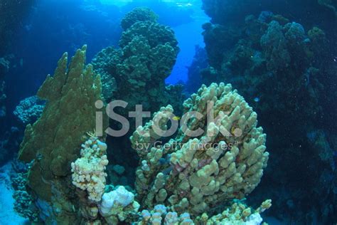 Marine Life In The Red Sea Stock Photo Royalty Free Freeimages