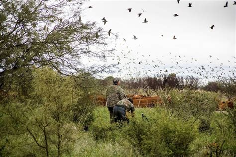 High Volume Dove Hunt In Cordoba Argentina For 4 Hunters 2 Days