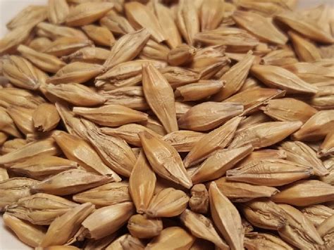 Barley Seeds Color Brown At Best Price In Hyderabad Telangana From