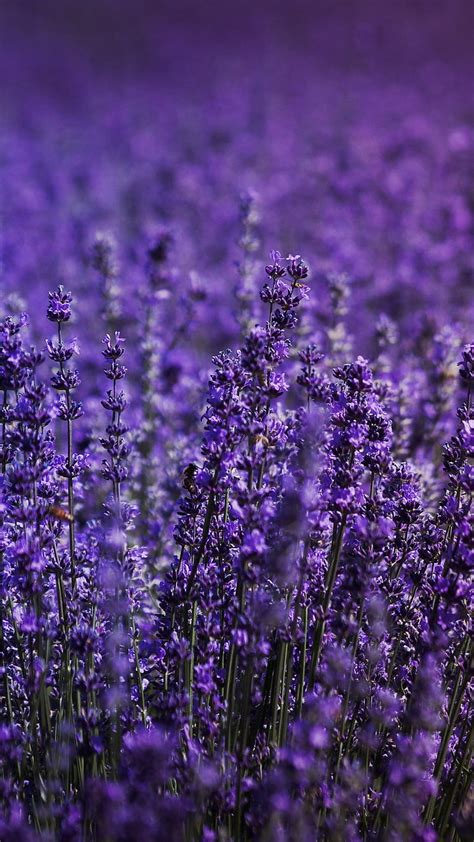 Lavender Field Flowers Purple Hd Phone Wallpaper Peakpx