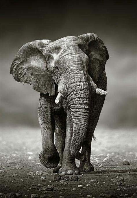Johan Swanepoel Elefantenbulle Nähert Sich Elefanten Fotografie