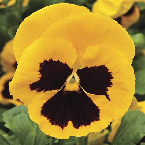 Colossus Yellow With Blotch Pansy Seeds Annual Flower Seeds