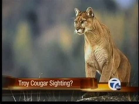 Its That Time Of Year Again Cougar And Coyote Sightings In Southeast