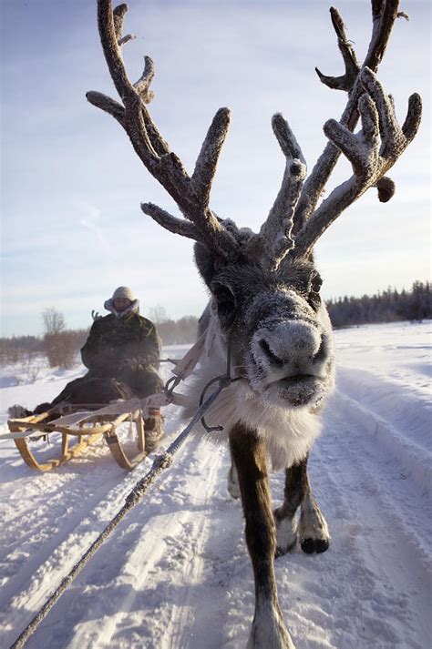 Russia Siberia Reindeer Sledding Trip Photograph By Christopher Roberts