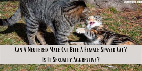 Why Do Male Cats Bite Female When Mating