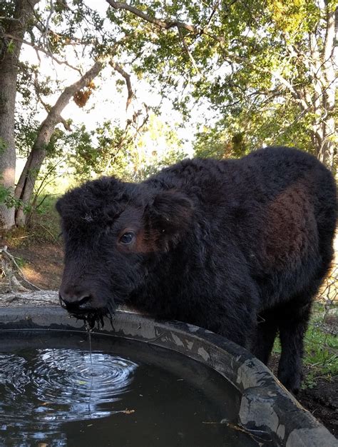 This Baby Yak Is So Adorableand Thirsty • Raww Cute Cows