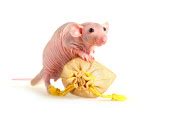 Naked Rat Stock Photo Laures 1109056