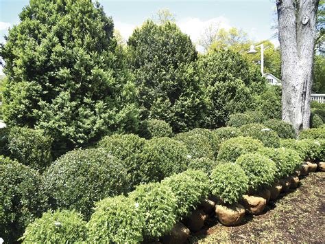 Dealing With Boxwood Blight Country Folks Grower
