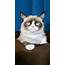 Grumpy Cat  IMDb
