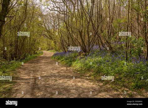 Path Through Bluebell Woods In Spring Near Ightham Kent Stock Photo Alamy