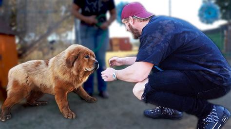 What Happened To Logan Pauls Dog Ginger