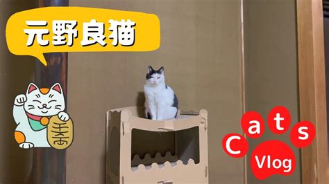 癒し系猫動画・catvlog 元野良猫ノーラ一族😺 Catvlog 猫動画 可愛い猫 Youtube