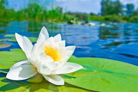 Lotus Flower Hd Wallpapers Hd Wallpapers High Definition Free