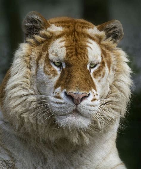 However, they are difficult to train and not very friendly. Golden tiger Photography by © Alida Jorissen # ...