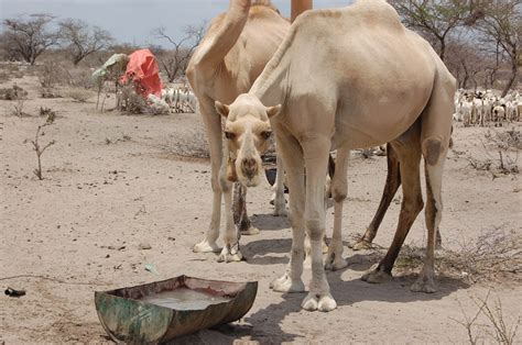 Agrovets Cut Livestock Deaths Improve Returns In Wajir