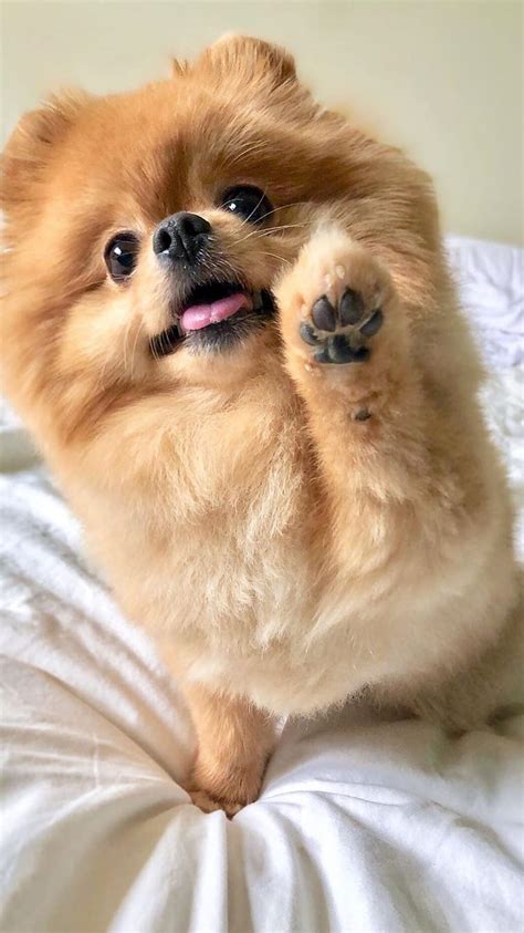 Pomeranian Dog Cute Cute Breed Hd Phone Wallpaper Pxfuel