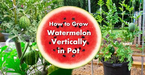 Growing Watermelon In Containers How To Grow Watermelon In Pot Vertically Balcony Garden Web