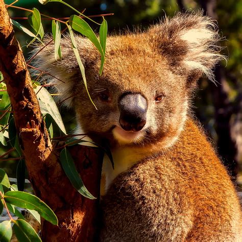 Royalty Free Photo Closed Up Photo Of Brown Koala Pickpik