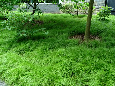 Learn what plants are native in your area. George's Plant Pick of the Week: Pennsylvania sedge ...