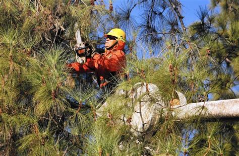 The reason for the variance in work and costs involved is because of the unknown elements in the tree's condition and how it will respond in the event of being cut down. How much should Tree Trimming cost - Palm Beach County ...