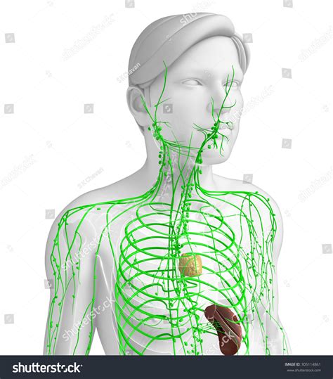 Illustration Male Body Lymphatic System Stock Illustration 305114861