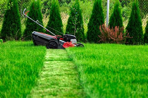 How To Cut The Grass 7 Top Tips For Lawn Care And When You Should