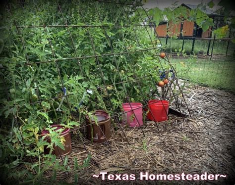 How To Tell If A Watermelon Is Ripe ~ Texas Homesteader
