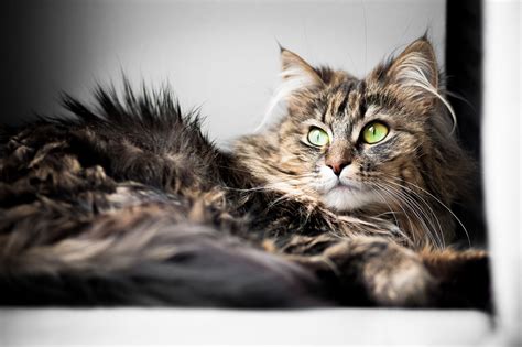 Want to know how to keep a maine coon growth chart and are new to keeping a cat growth chart or size chart then read on to learn how to keep one. Pin on ~I Love Cats!~
