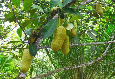 Download 78 gambar buah buahan menggunakan objek bentuk. Gambar Mewarnai Buah Durian - Kreasi Warna