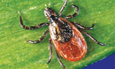 Ticks Posing Lyme Disease Risk Found In Brighton Provincial Park